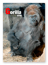 書籍画像「Gorilla」