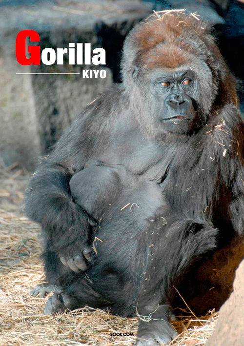 書籍画像「Gorilla」