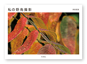 書籍画像「私の野鳥撮影」
