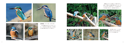 「私の野鳥撮影」本文その1