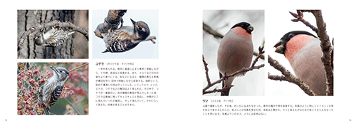 「私の野鳥撮影」本文その2