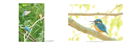 「光彩の扉～翡翠～ しあわせの青い鳥」本文その3